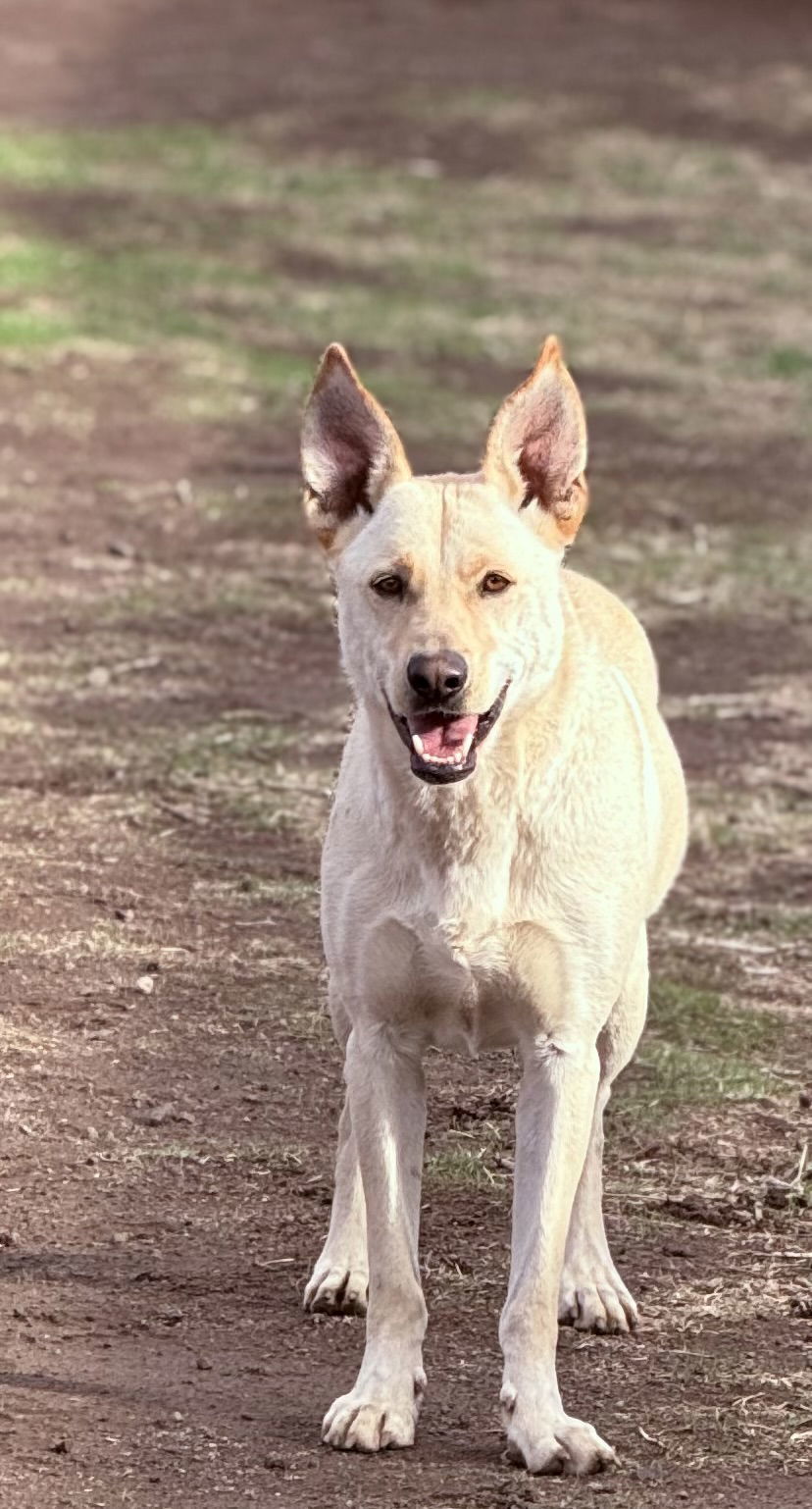 Marshall, an adoptable Labrador Retriever in Yreka, CA, 96097 | Photo Image 1