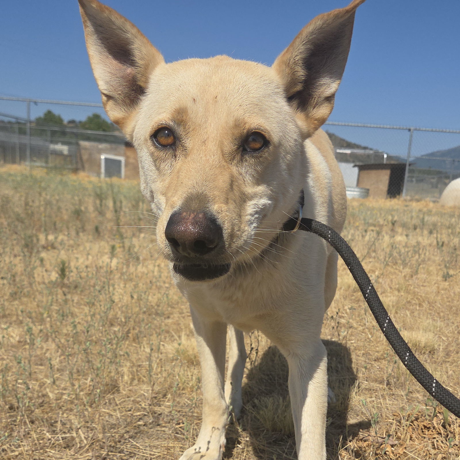 Marshall, an adoptable Labrador Retriever, Carolina Dog in Yreka, CA, 96097 | Photo Image 1