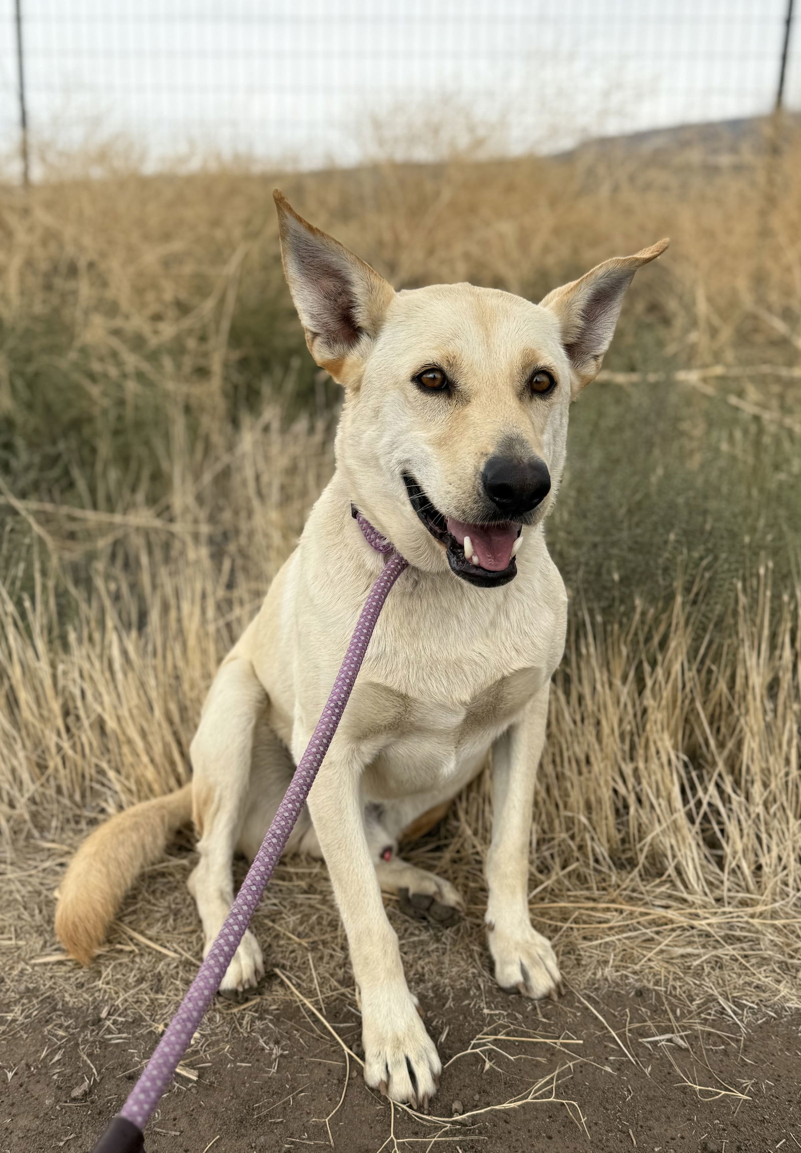 Marshall, an adoptable Labrador Retriever, Carolina Dog in Yreka, CA, 96097 | Photo Image 1