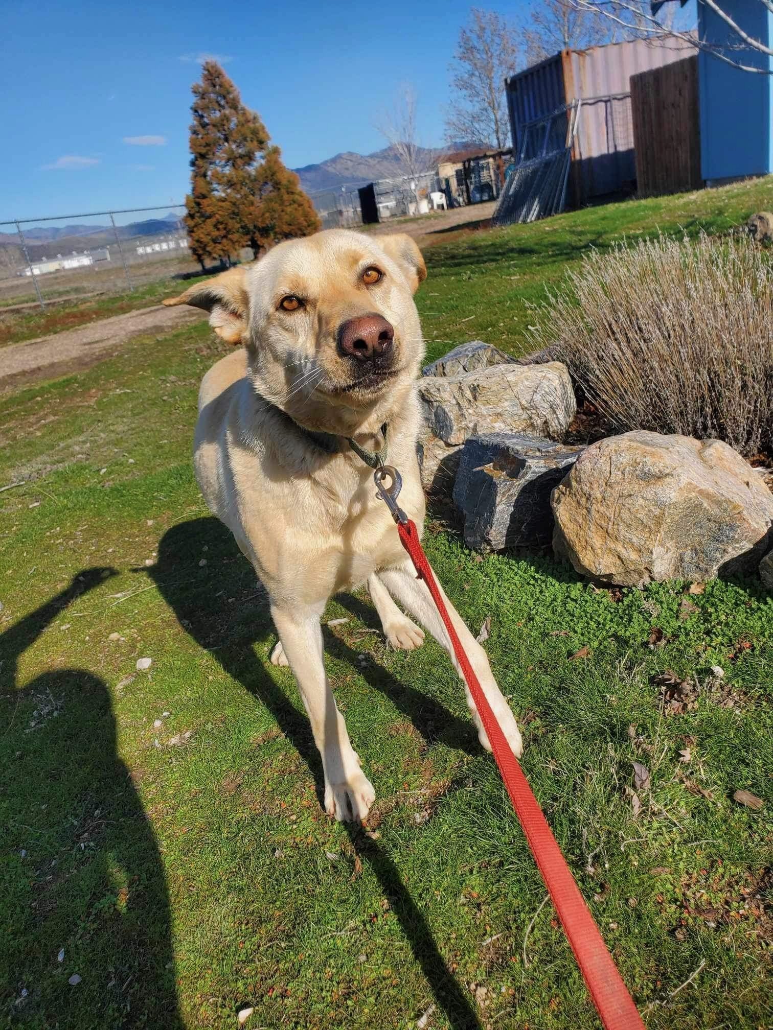 Marshall, an adoptable Labrador Retriever in Yreka, CA, 96097 | Photo Image 2