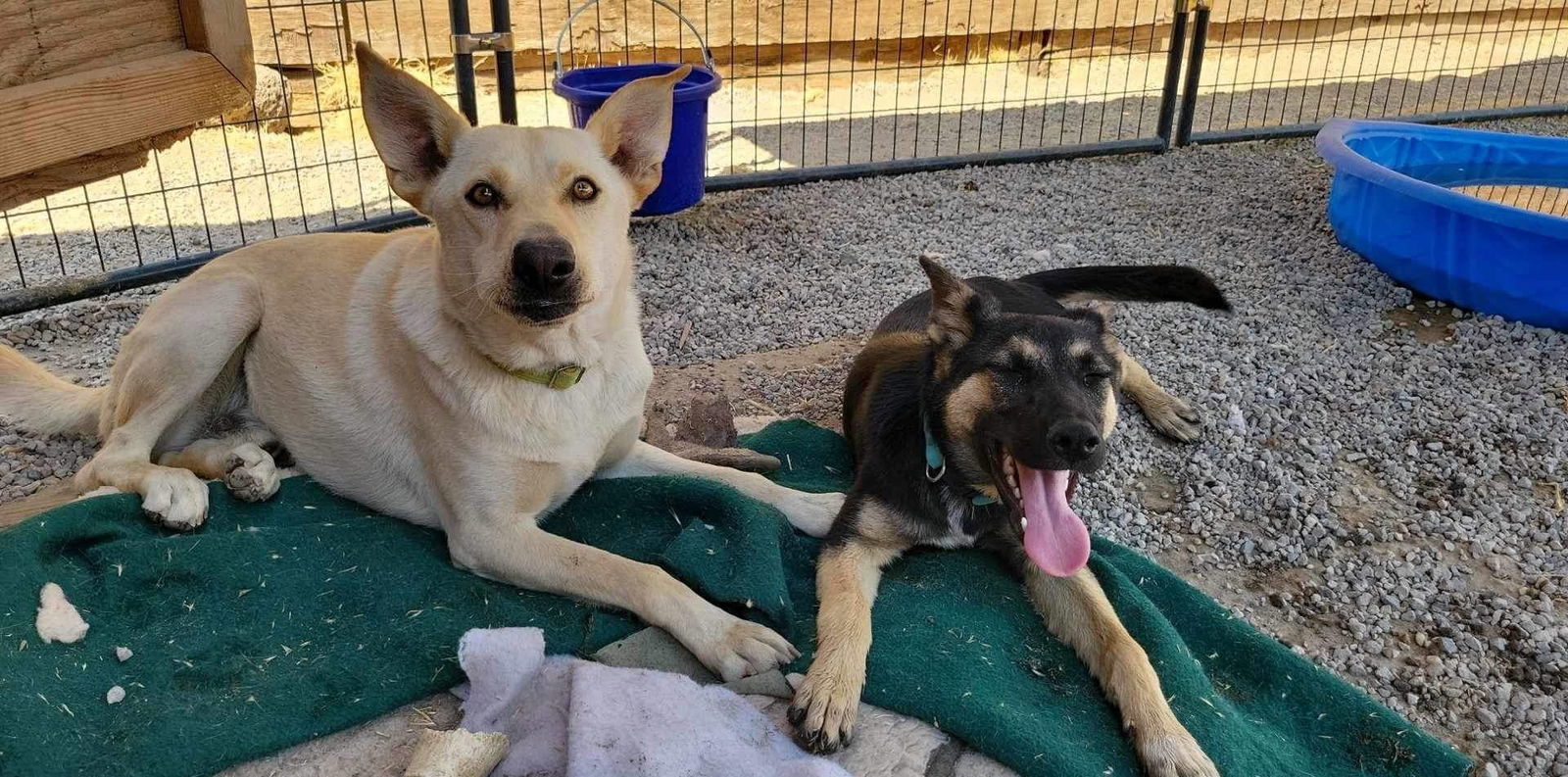 Marshall, an adoptable Labrador Retriever in Yreka, CA, 96097 | Photo Image 2