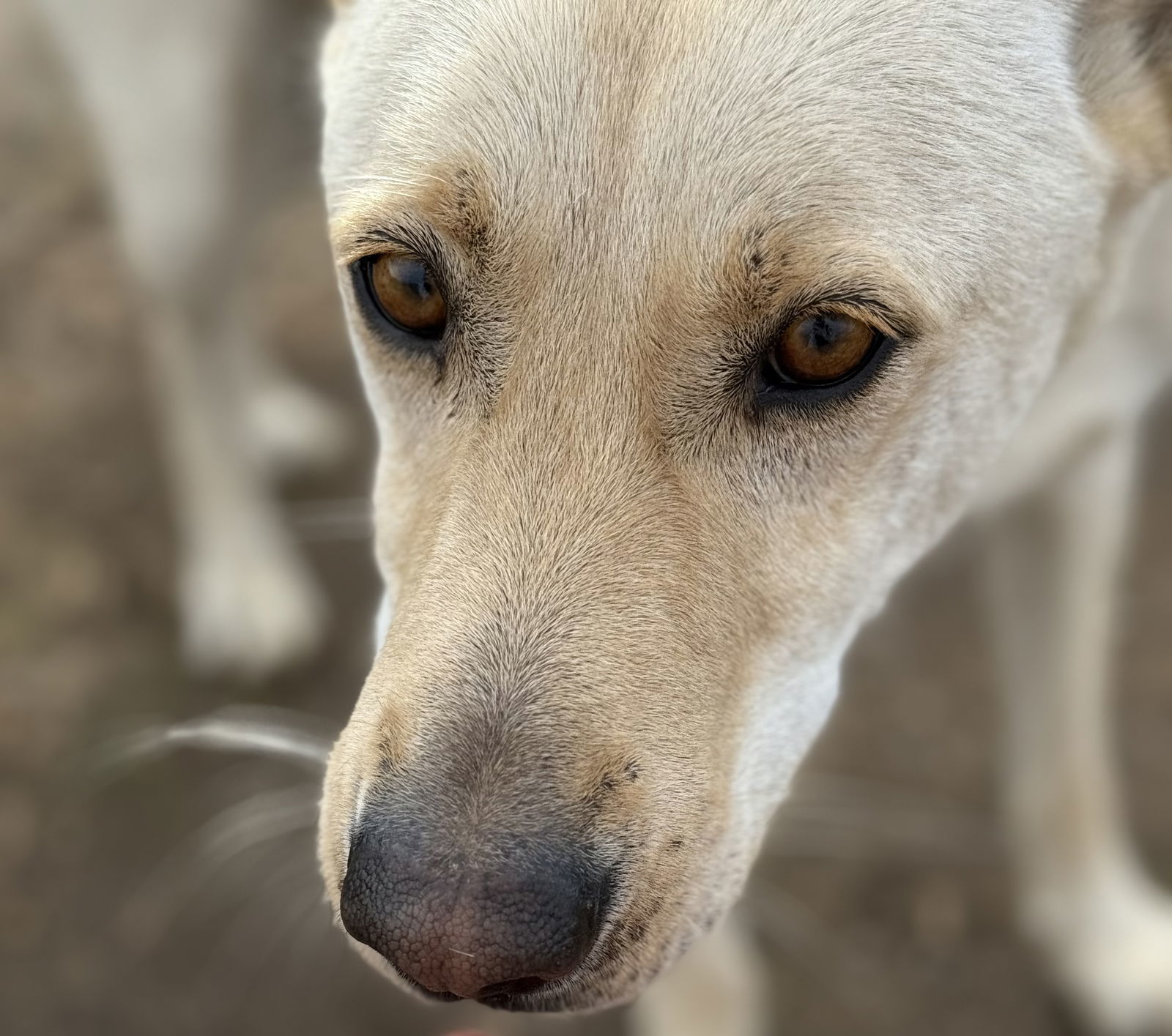 Marshall, an adoptable Labrador Retriever in Yreka, CA, 96097 | Photo Image 2