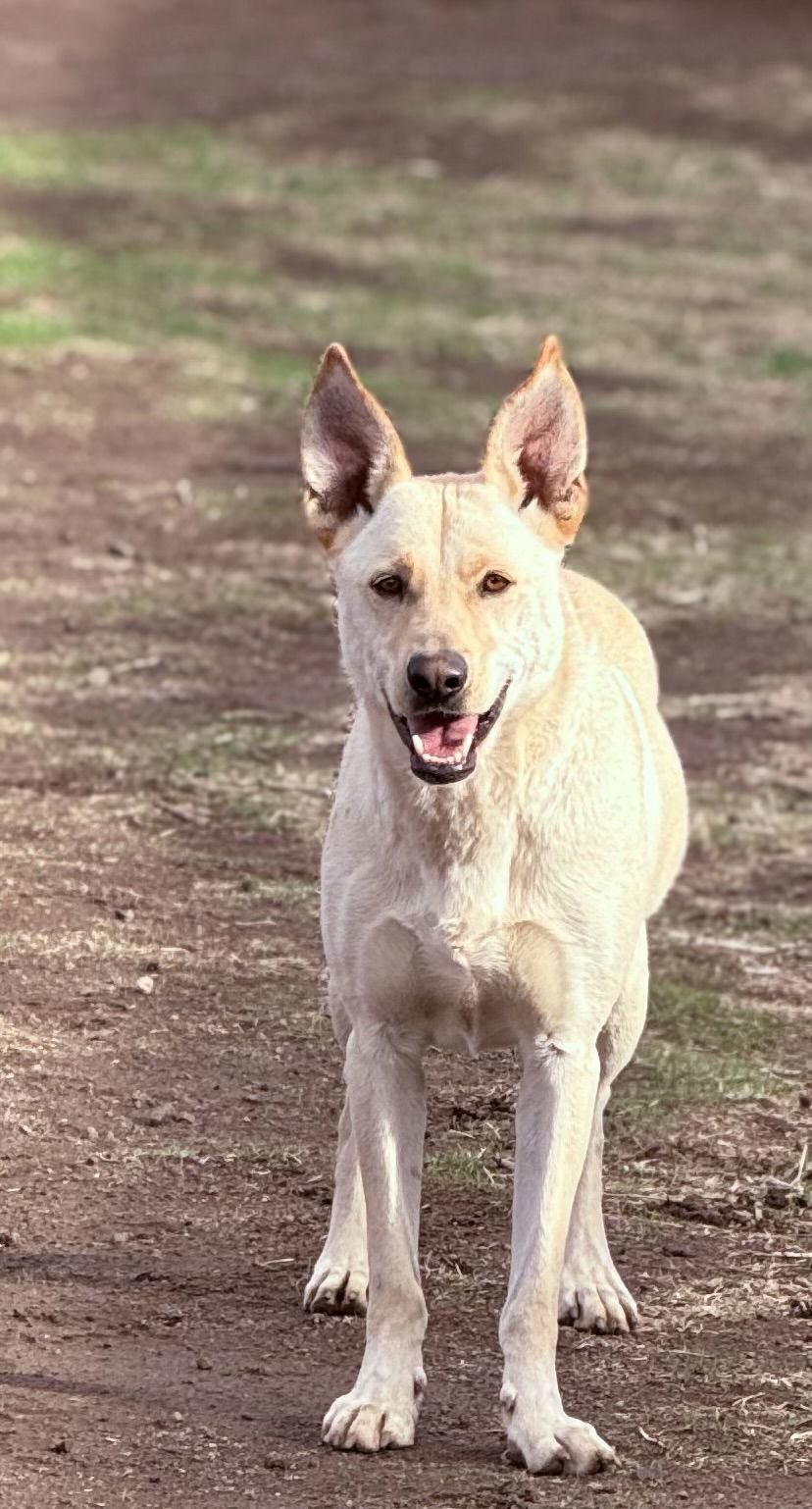 Marshall, an adoptable Labrador Retriever in Yreka, CA, 96097 | Photo Image 2