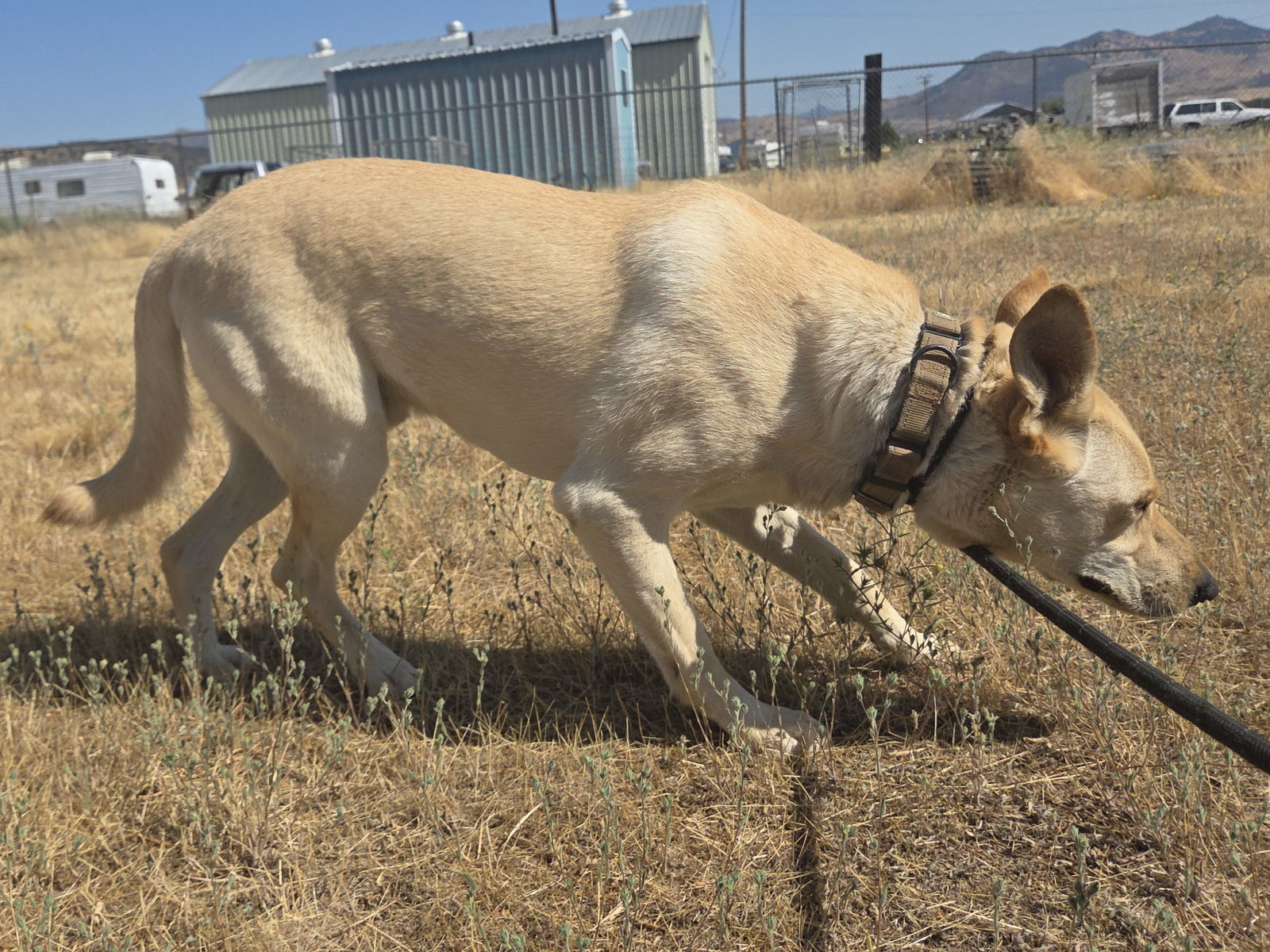 Marshall, an adoptable Labrador Retriever, Carolina Dog in Yreka, CA, 96097 | Photo Image 2