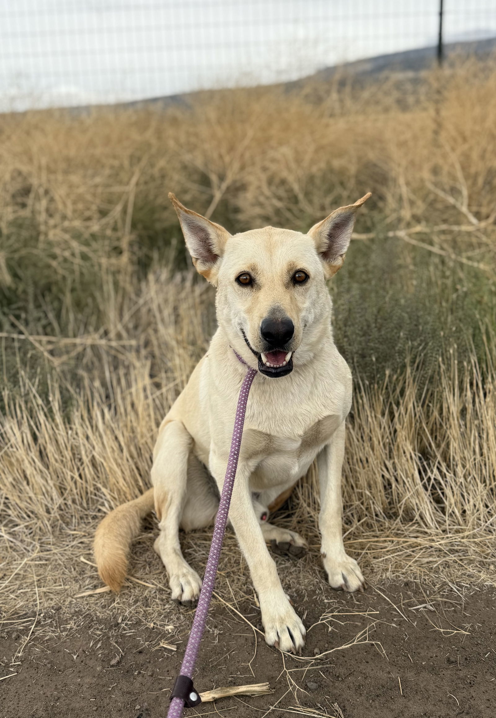 Marshall, an adoptable Labrador Retriever, Carolina Dog in Yreka, CA, 96097 | Photo Image 2