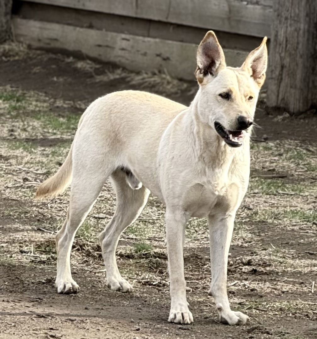 Marshall, an adoptable Labrador Retriever in Yreka, CA, 96097 | Photo Image 3