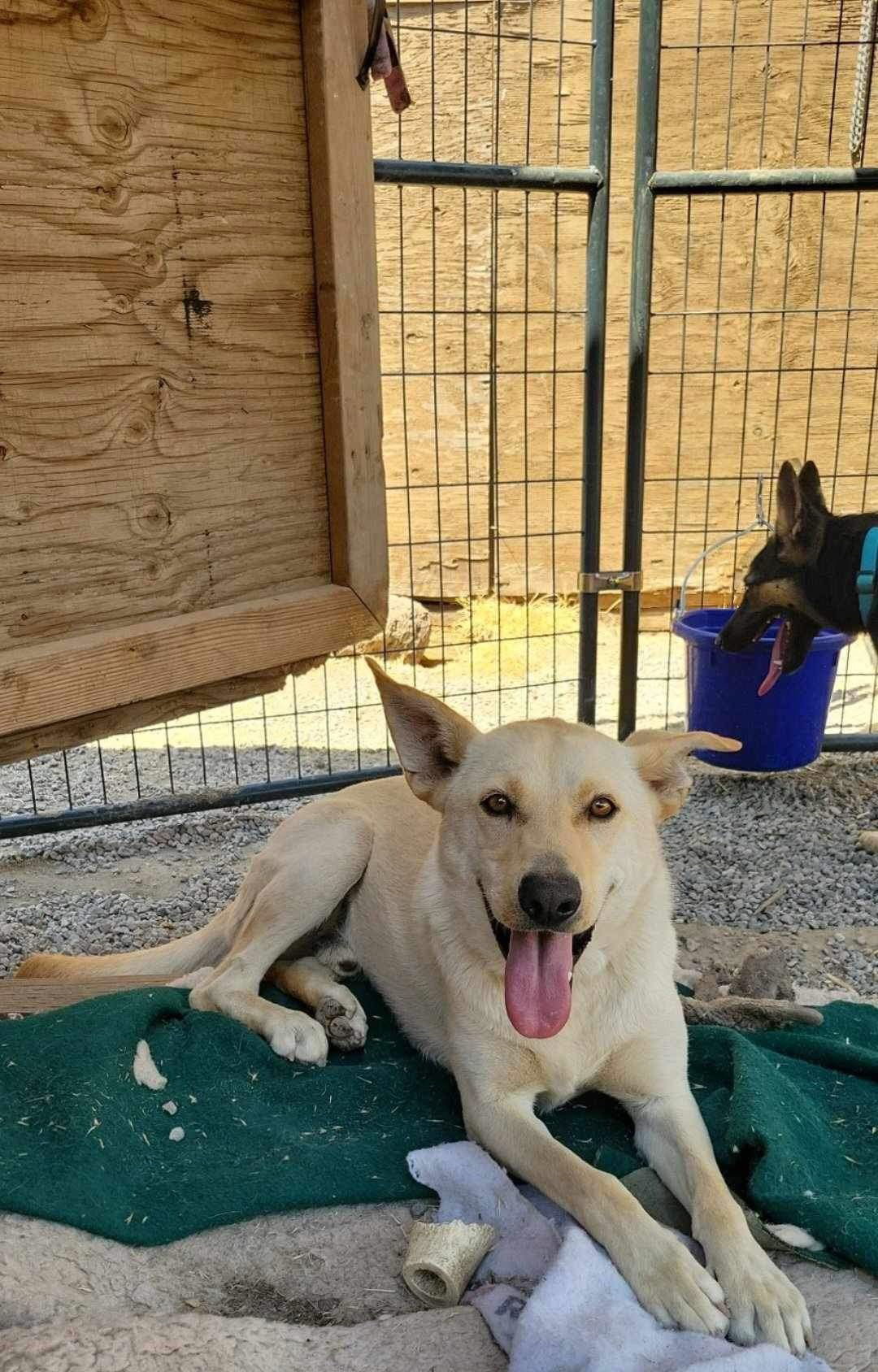 Marshall, an adoptable Labrador Retriever in Yreka, CA, 96097 | Photo Image 3