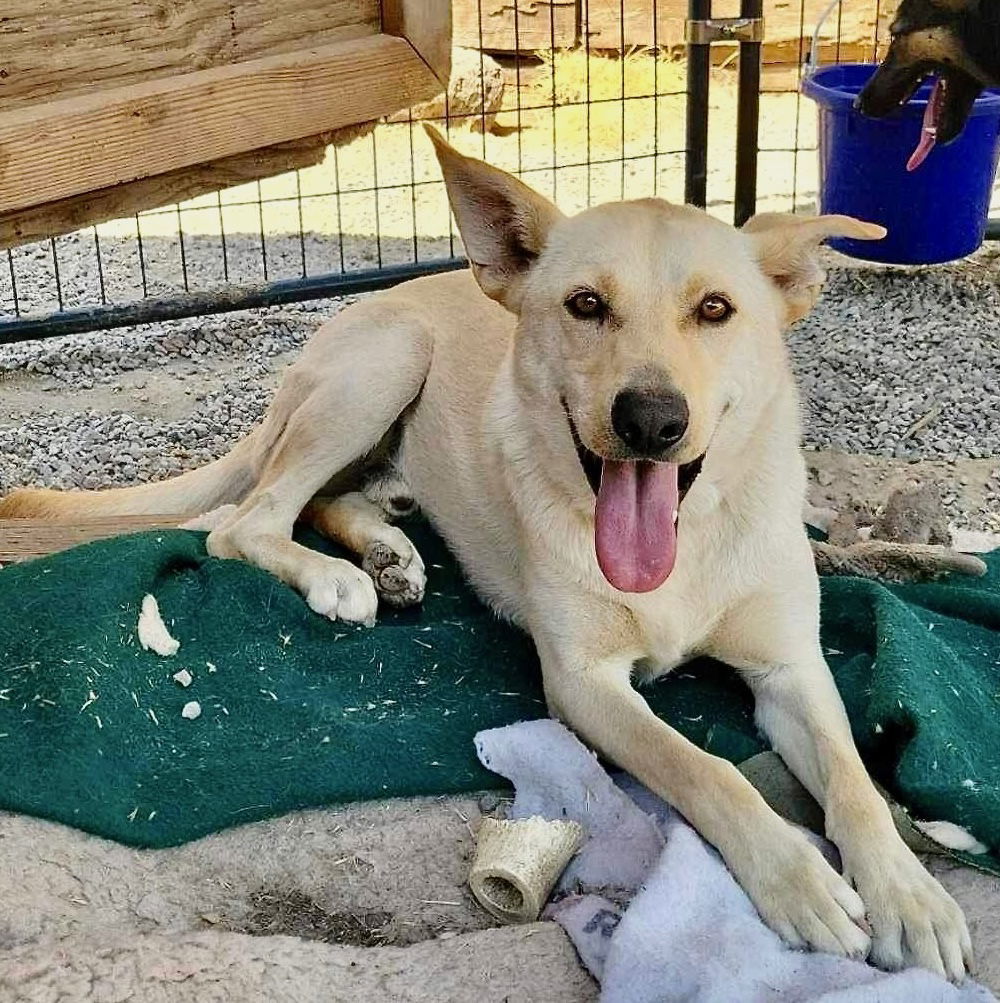 Marshall, an adoptable Labrador Retriever in Yreka, CA, 96097 | Photo Image 3