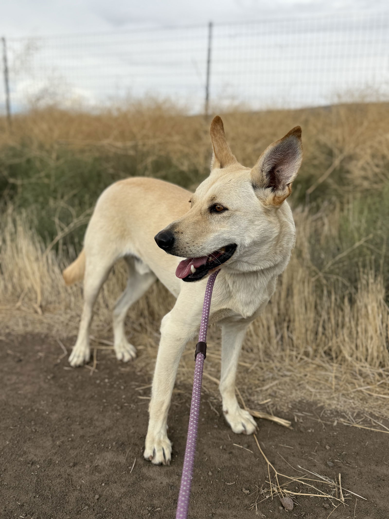 Marshall, an adoptable Labrador Retriever, Carolina Dog in Yreka, CA, 96097 | Photo Image 3
