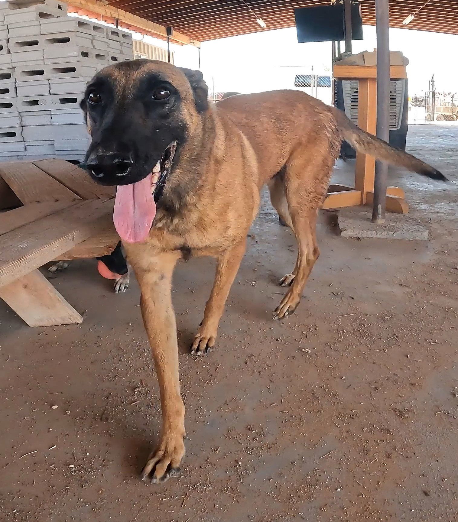 Frito, an adoptable Belgian Shepherd / Malinois in Queen Creek, AZ, 85142 | Photo Image 1