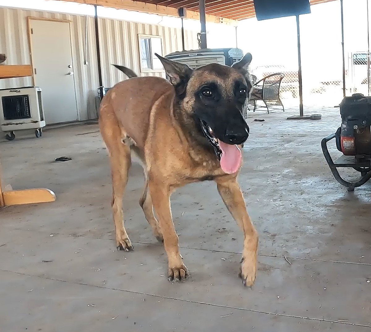 Frito, an adoptable Belgian Shepherd / Malinois in Queen Creek, AZ, 85142 | Photo Image 2