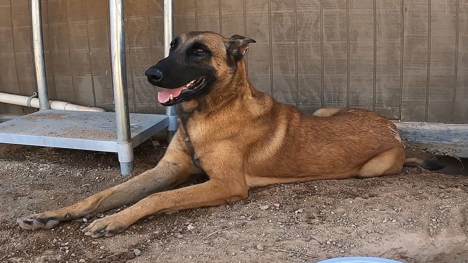 Frito, an adoptable Belgian Shepherd / Malinois in Queen Creek, AZ, 85142 | Photo Image 3