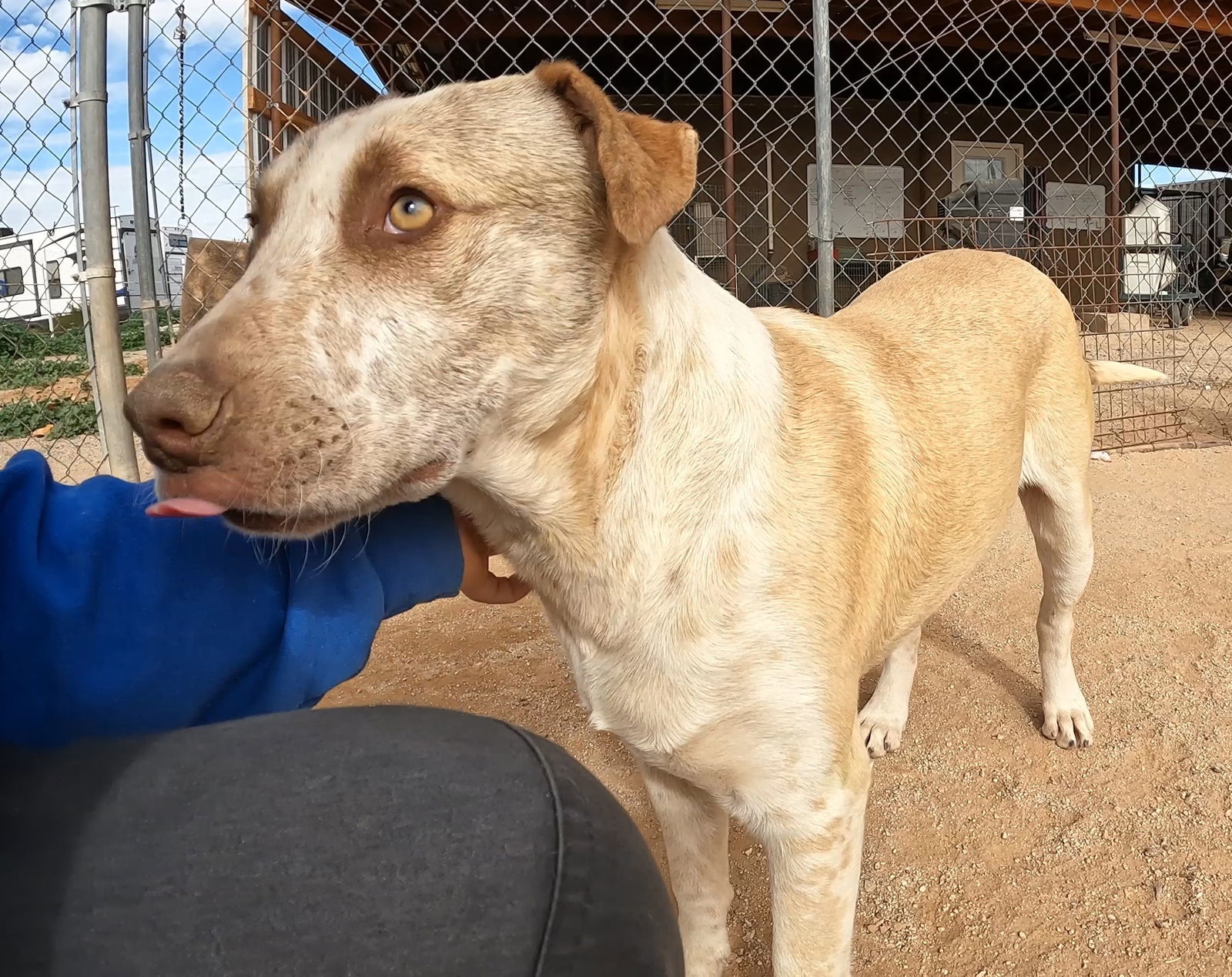 Marker, an adoptable Mixed Breed in Queen Creek, AZ, 85142 | Photo Image 1