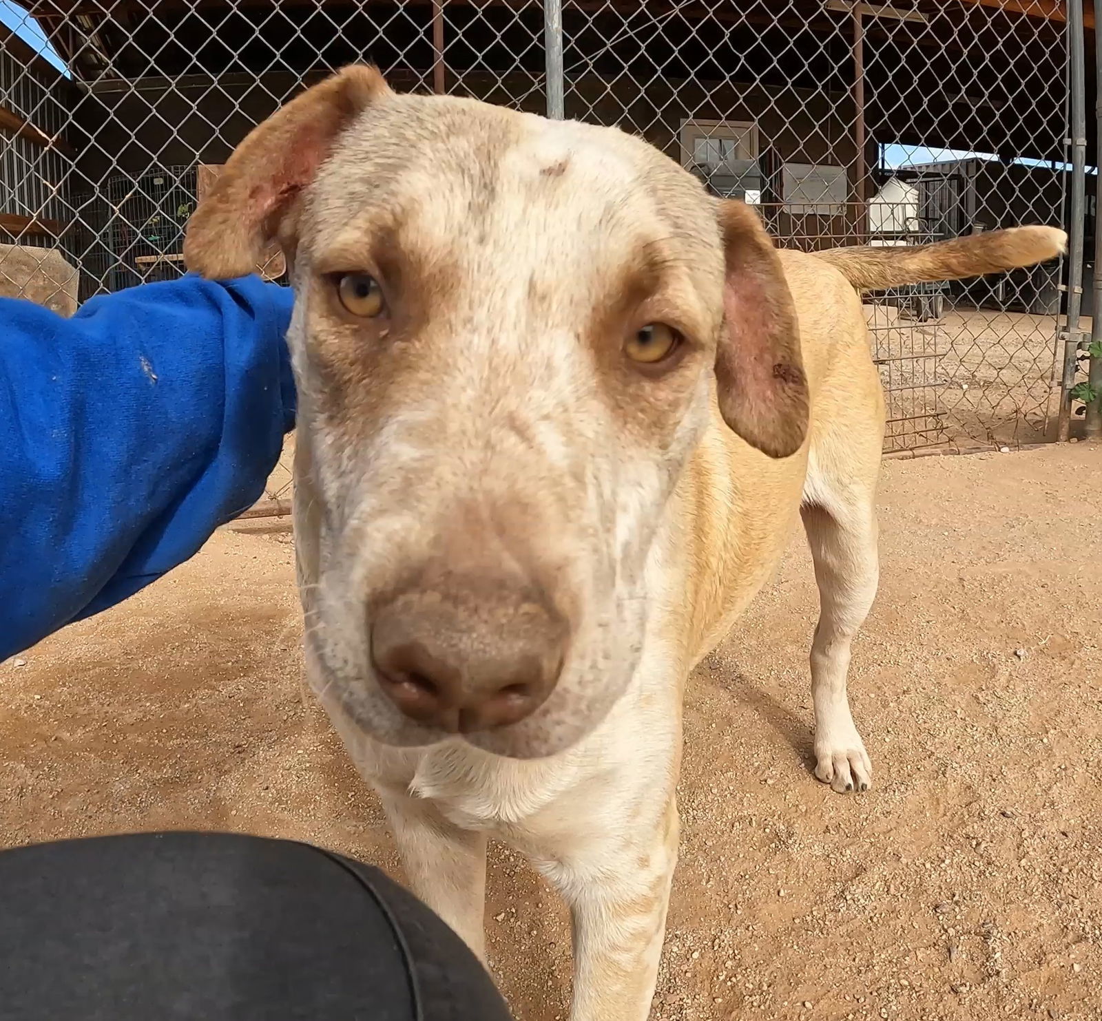 Marker, an adoptable Mixed Breed in Queen Creek, AZ, 85142 | Photo Image 2