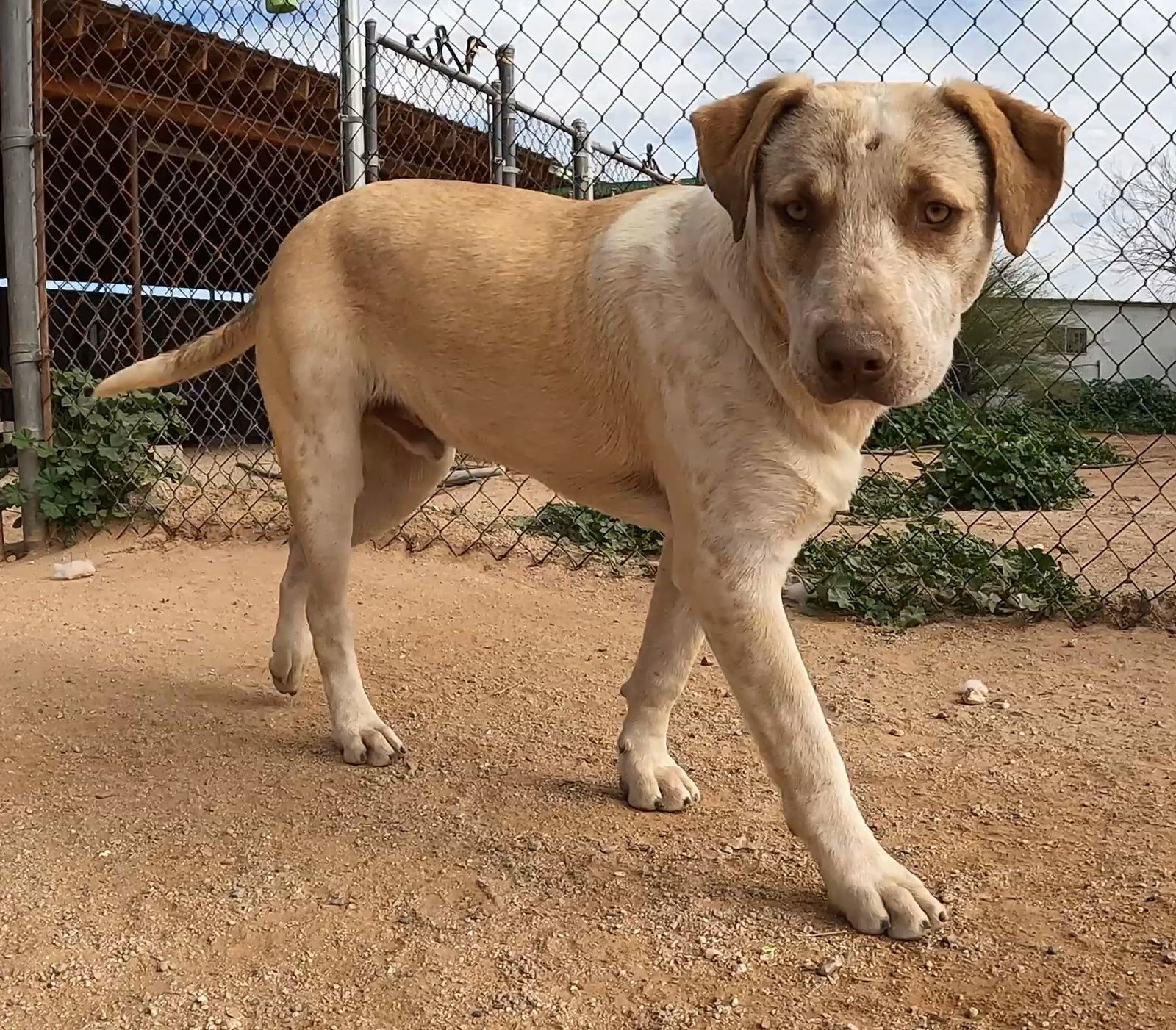Marker, an adoptable Mixed Breed in Queen Creek, AZ, 85142 | Photo Image 3