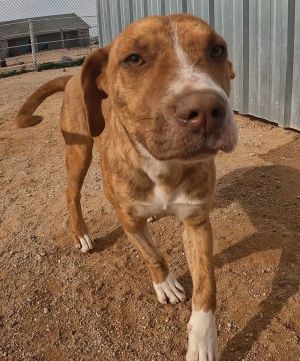 Highlighter, Young Male Mixed Breed