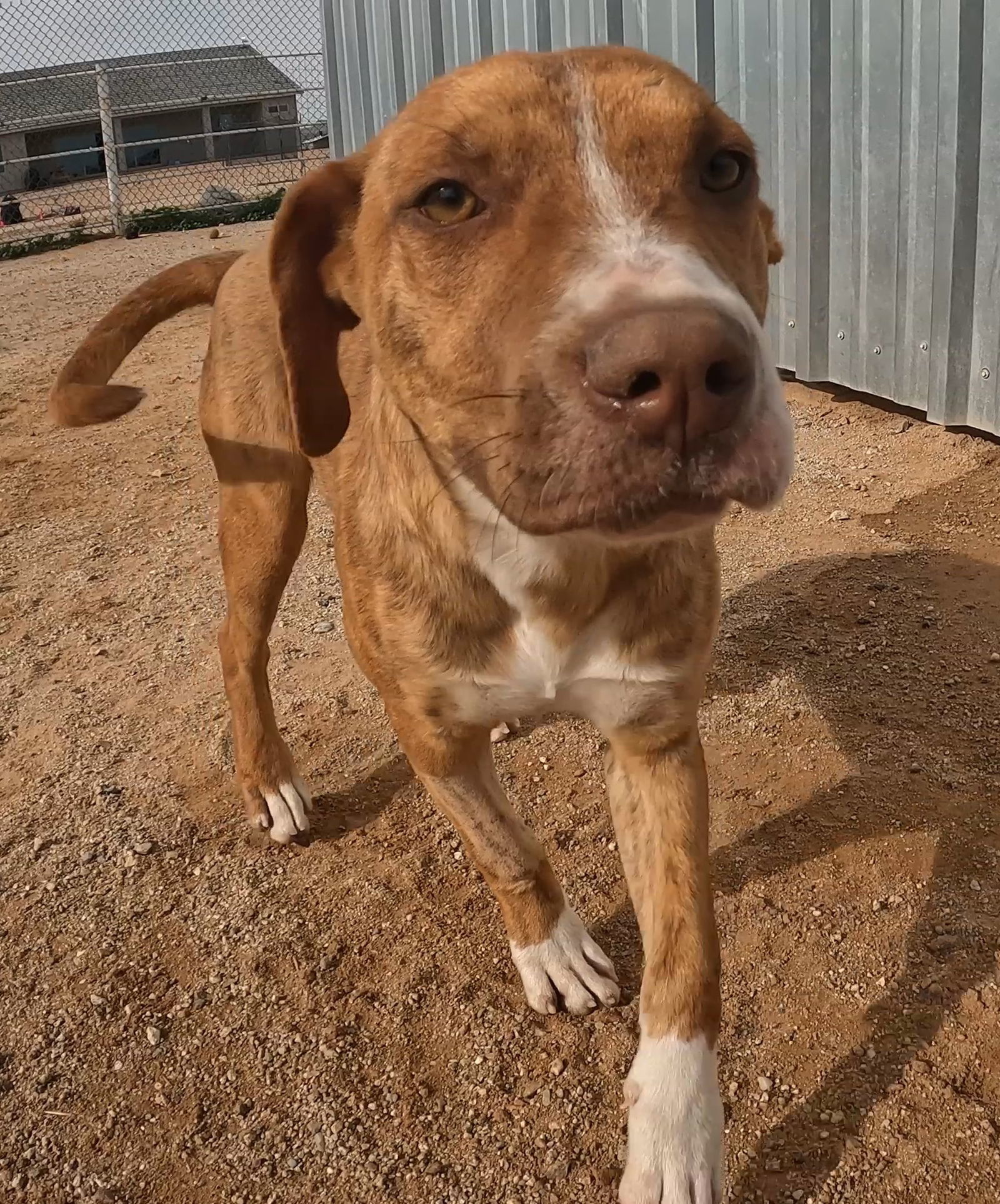 Highlighter, an adoptable Mixed Breed in Queen Creek, AZ, 85142 | Photo Image 1