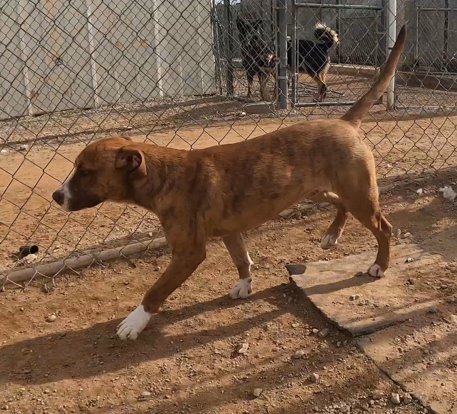 Highlighter, an adoptable Mixed Breed in Queen Creek, AZ, 85142 | Photo Image 2
