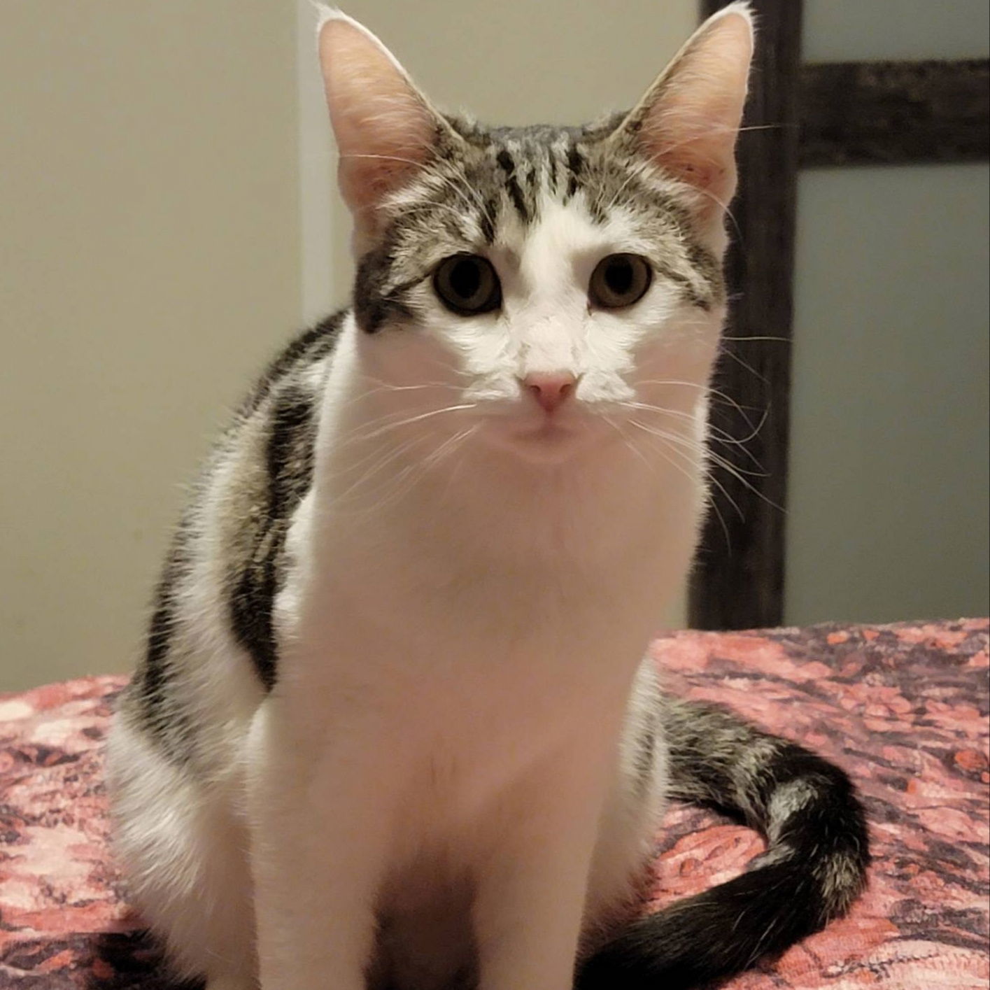 Flower (Napa HM), an adoptable Domestic Short Hair in Vallejo, CA, 94591 | Photo Image 1