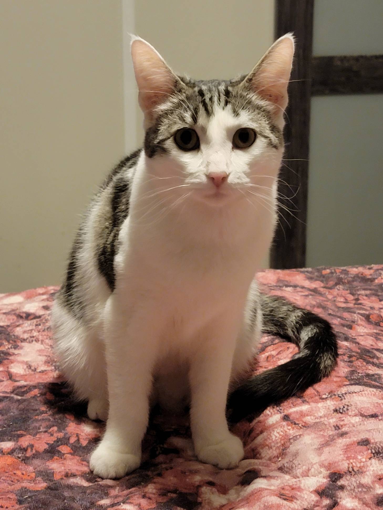 Flower (Napa HM), an adoptable Domestic Short Hair in Napa, CA, 94558 | Photo Image 6