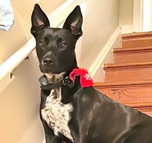 Emilia Fontana is a lovable lively 5-year-old 55 lb dog with a zest for life and a heart full of