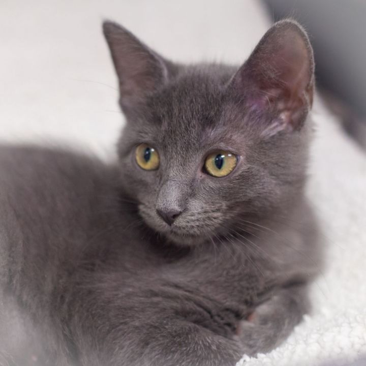 Abbi, an adopted Russian Blue Mix in Ponte Vedra, FL_image-1