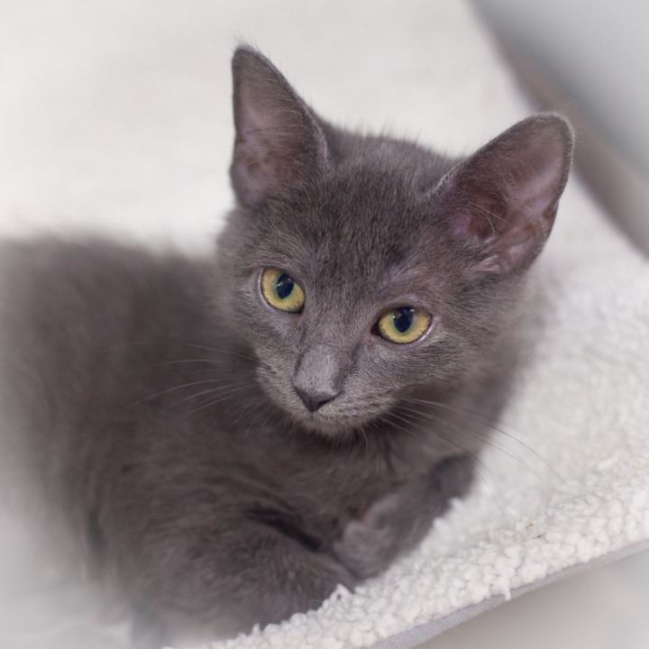 Abbi, an adopted Russian Blue Mix in Ponte Vedra, FL_image-4