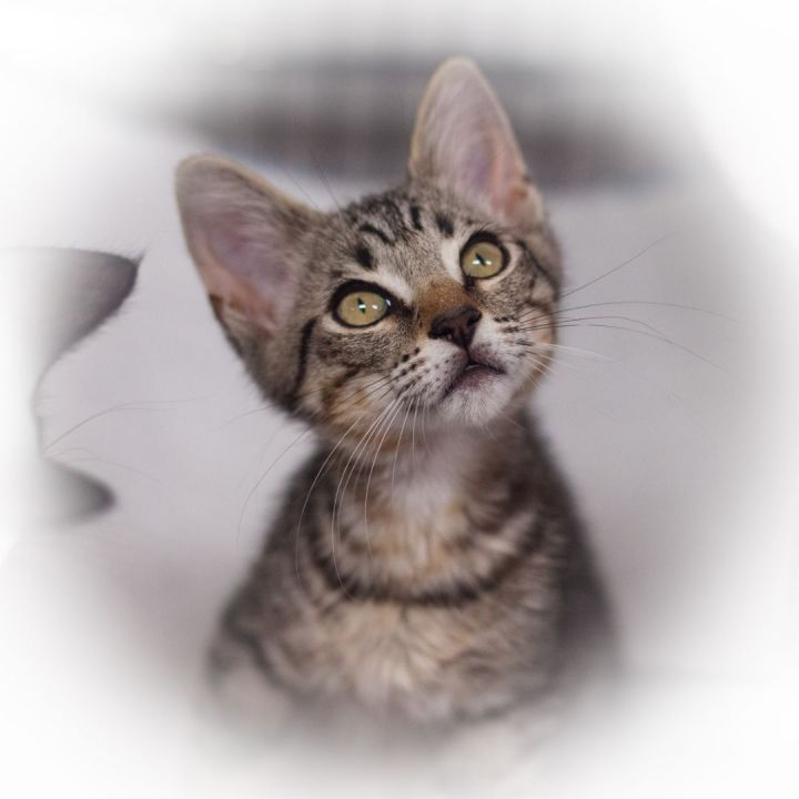 Abraham, an adopted Tabby Mix in Ponte Vedra, FL_image-4