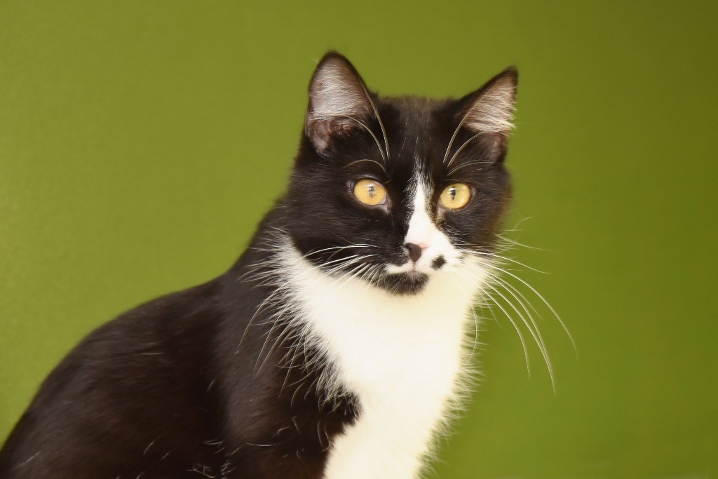 Shock, an adoptable Domestic Short Hair in West Union, OH, 45693 | Photo Image 1