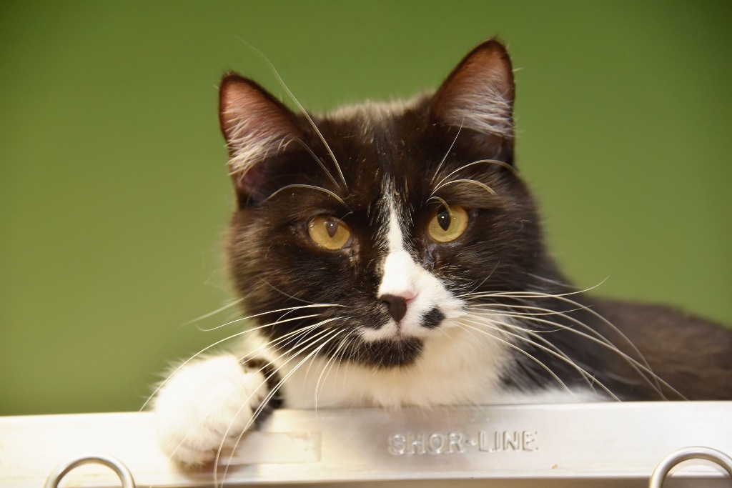 Shock, an adoptable Domestic Short Hair in West Union, OH, 45693 | Photo Image 1