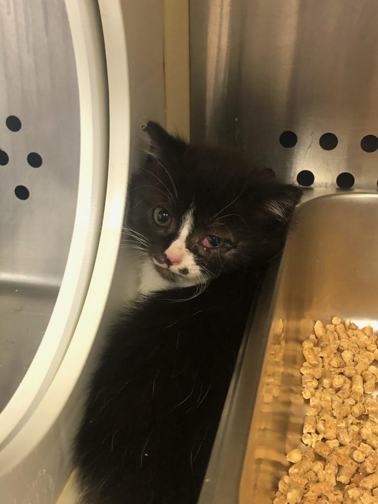 Shock, an adoptable Domestic Short Hair in West Union, OH, 45693 | Photo Image 2