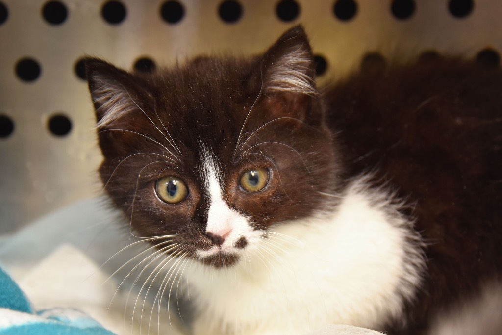 Shock, an adoptable Domestic Short Hair in West Union, OH, 45693 | Photo Image 3