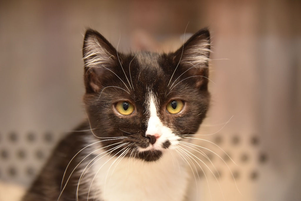 Shock, an adoptable Domestic Short Hair in West Union, OH, 45693 | Photo Image 4