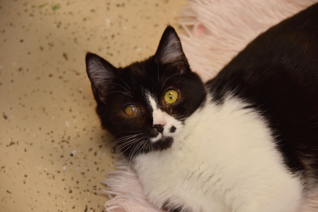 Shock, an adoptable Domestic Short Hair in West Union, OH, 45693 | Photo Image 5