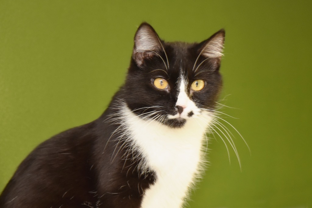 Shock, an adoptable Domestic Short Hair in West Union, OH, 45693 | Photo Image 6