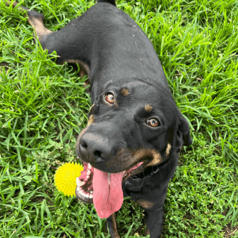 Toby, an adoptable Black Labrador Retriever, Black and Tan Coonhound in Leon, KS, 67074 | Photo Image 2