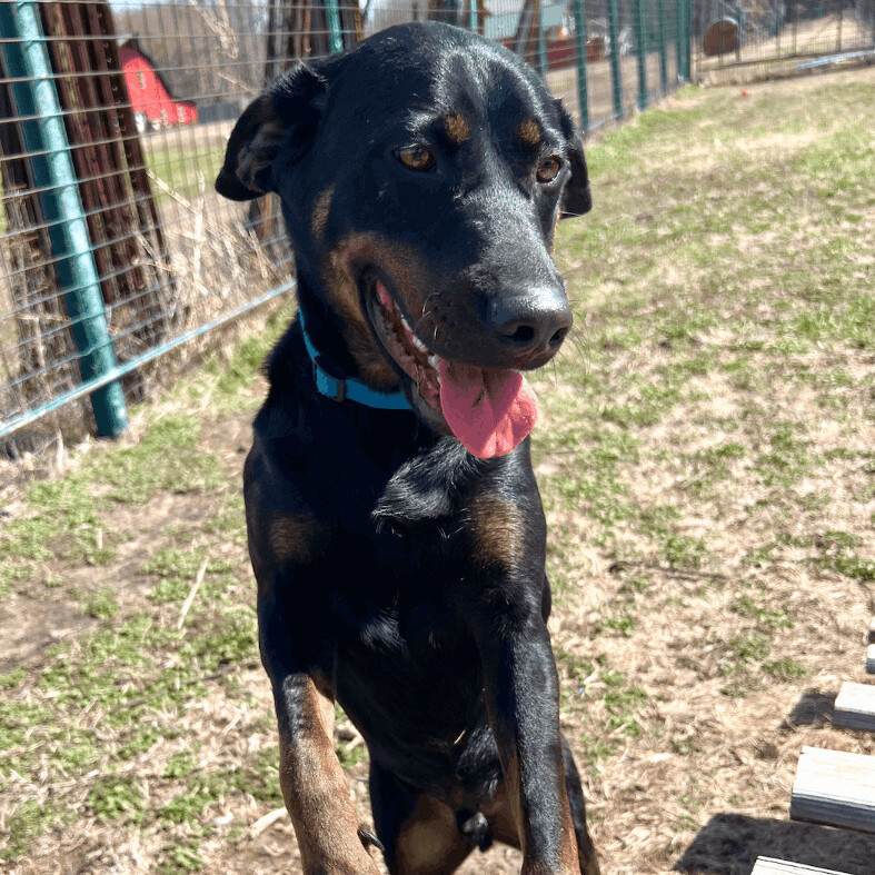 Toby, an adoptable Black Labrador Retriever, Black and Tan Coonhound in Leon, KS, 67074 | Photo Image 5