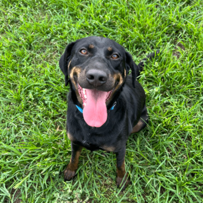 Toby, an adoptable Black Labrador Retriever, Black and Tan Coonhound in Leon, KS, 67074 | Photo Image 1