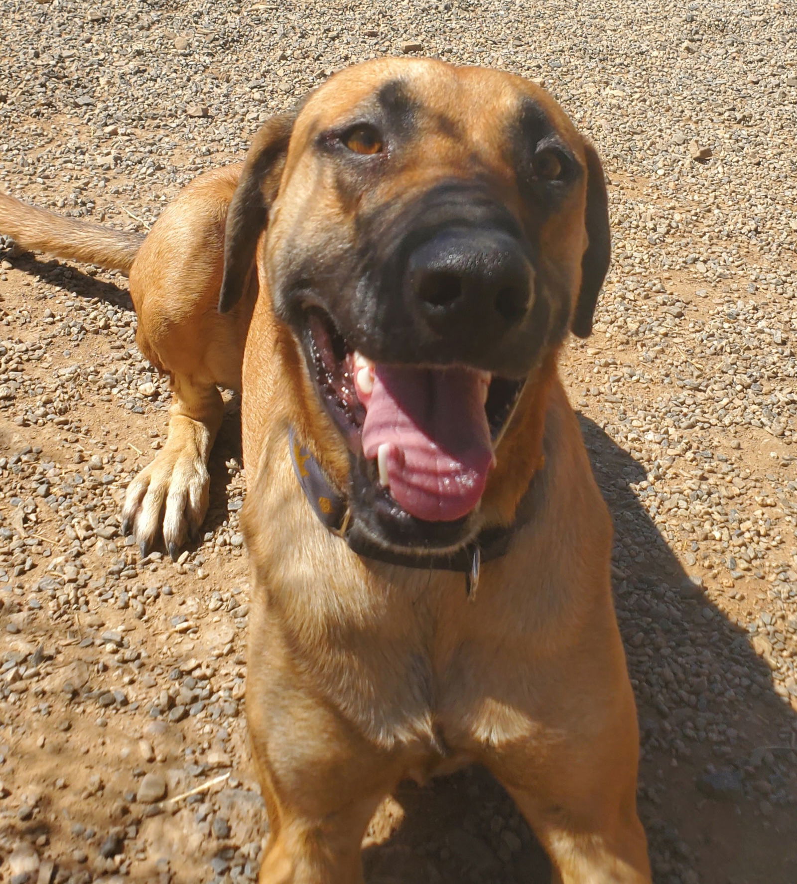 Reggie, an adoptable Black Mouth Cur, Anatolian Shepherd in Yreka, CA, 96097 | Photo Image 1