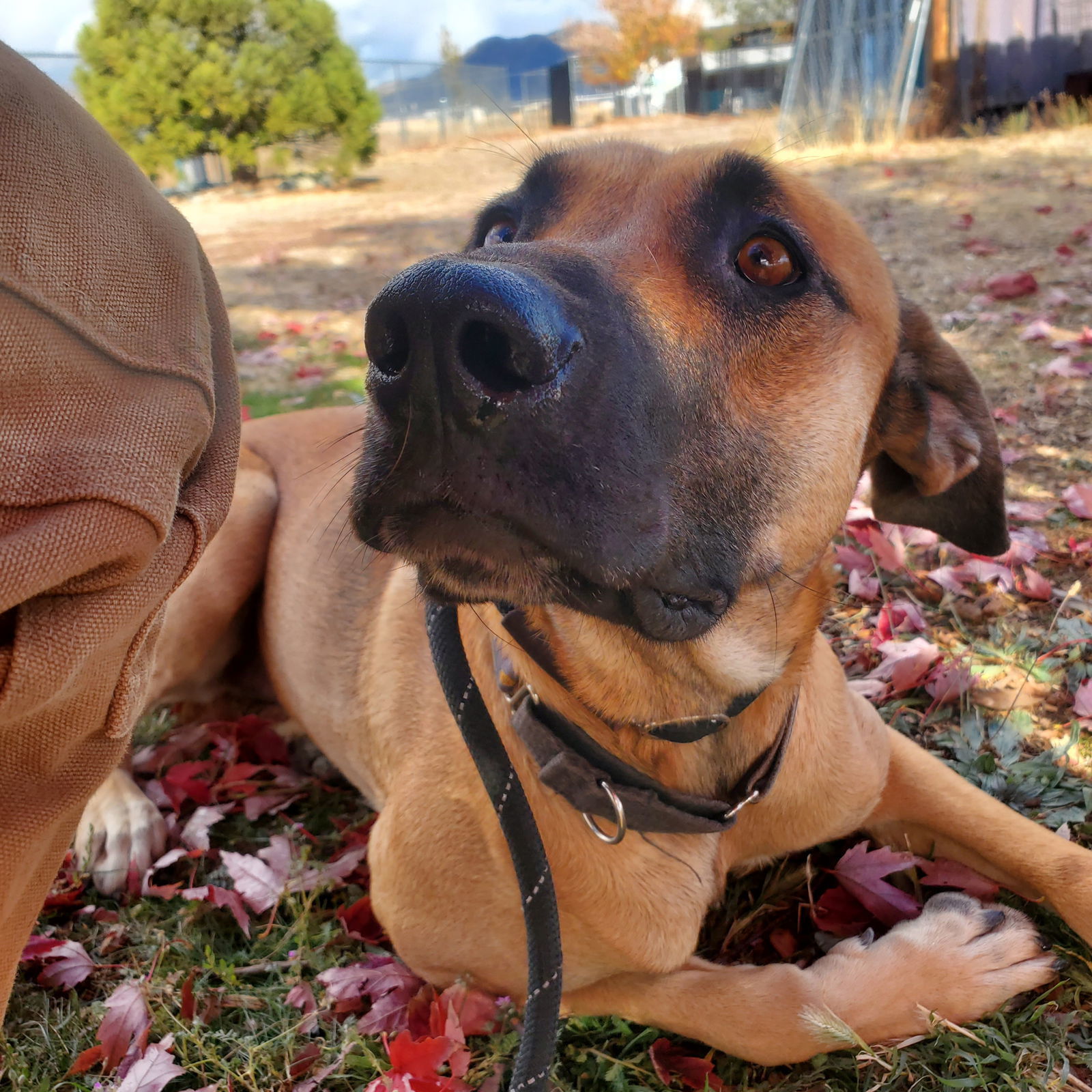 Reggie, an adoptable Black Mouth Cur, Anatolian Shepherd in Yreka, CA, 96097 | Photo Image 1