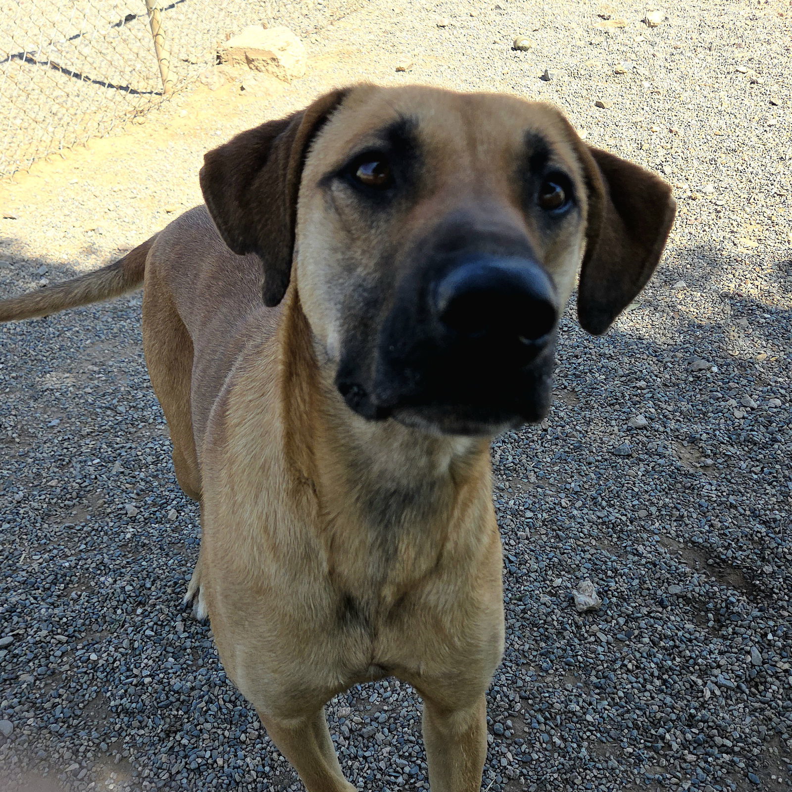 Reggie, an adoptable Black Mouth Cur, Anatolian Shepherd in Yreka, CA, 96097 | Photo Image 1