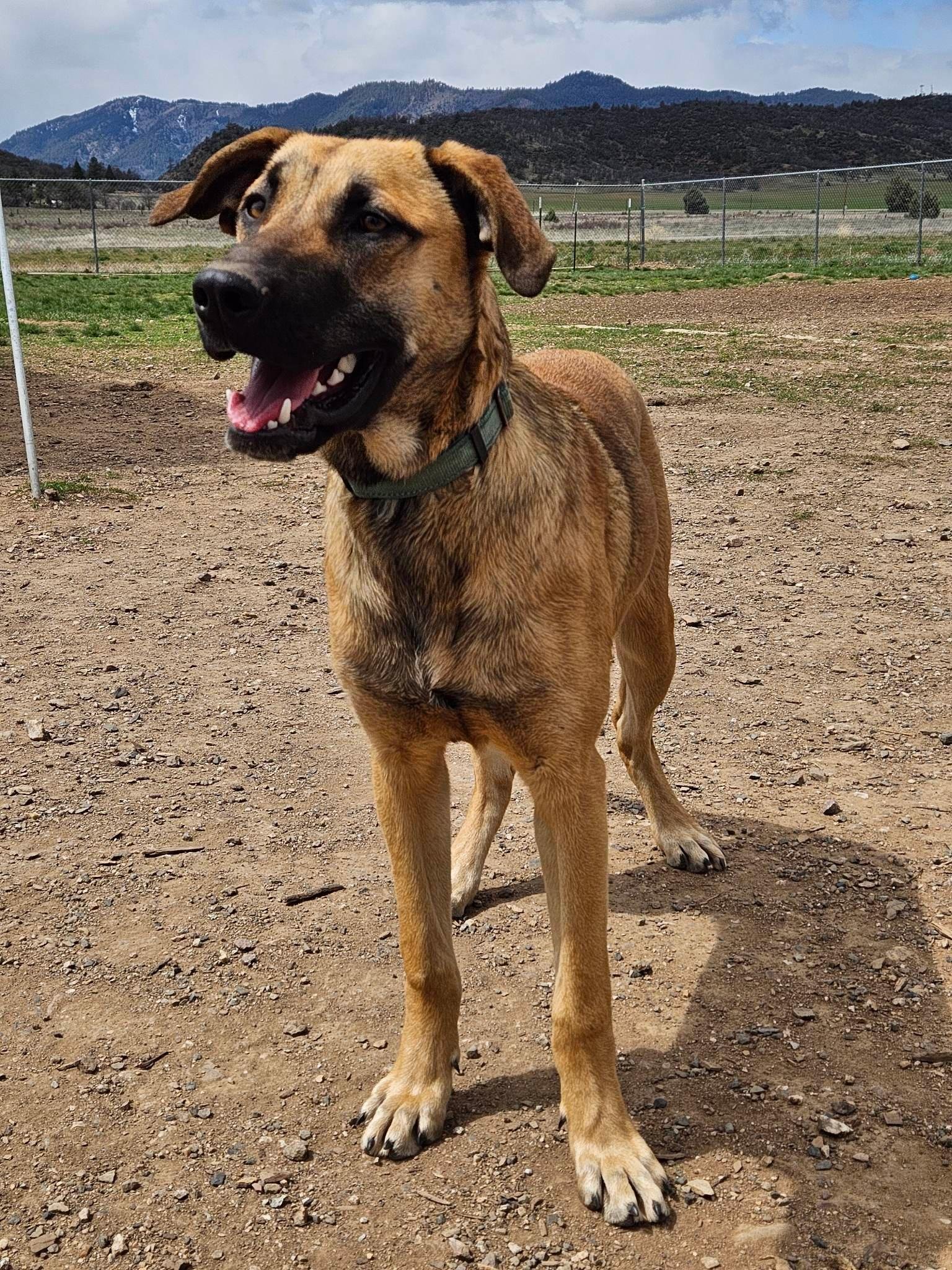 Reggie, an adoptable Doberman Pinscher, Hound in Yreka, CA, 96097 | Photo Image 2
