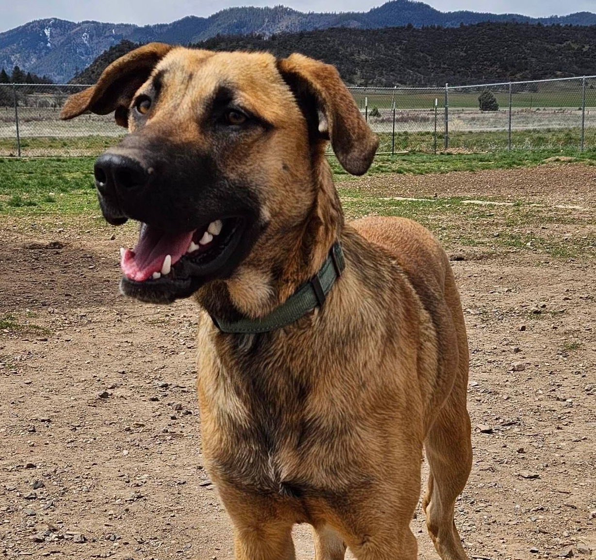 Reggie, an adoptable Black Mouth Cur, Anatolian Shepherd in Yreka, CA, 96097 | Photo Image 2