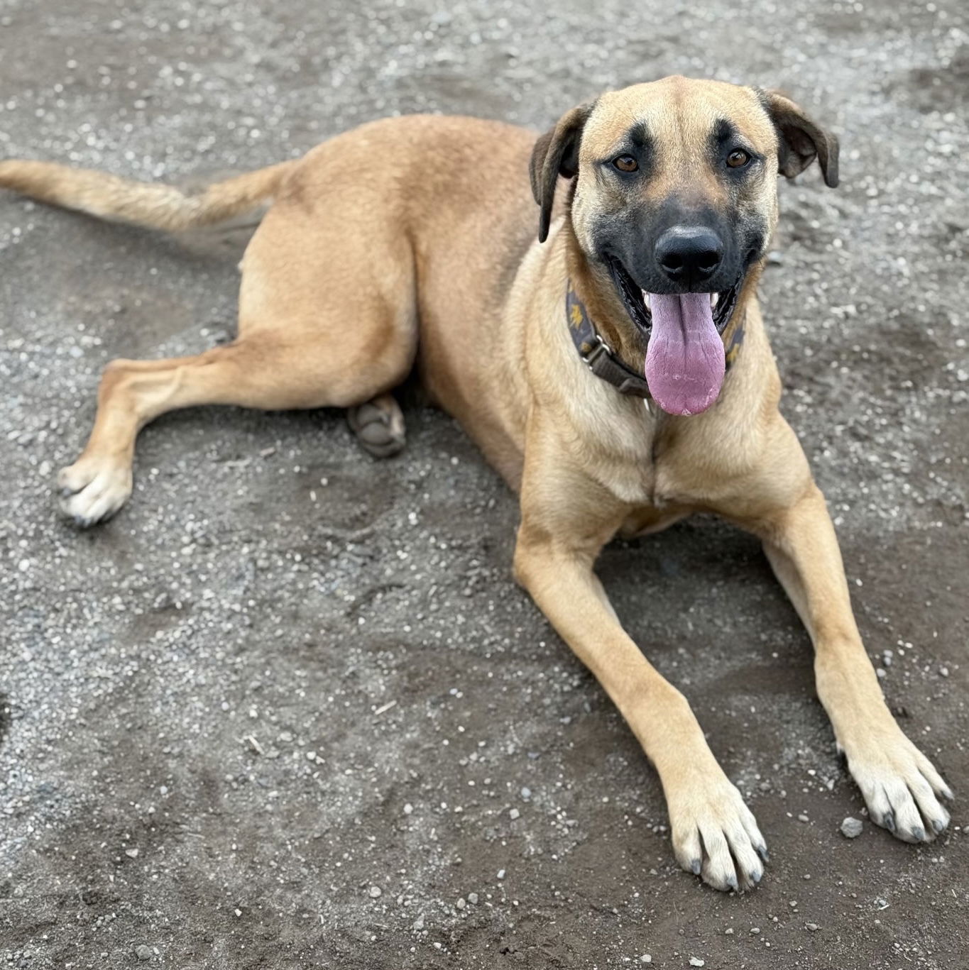 Reggie, an adoptable Black Mouth Cur, Anatolian Shepherd in Yreka, CA, 96097 | Photo Image 2