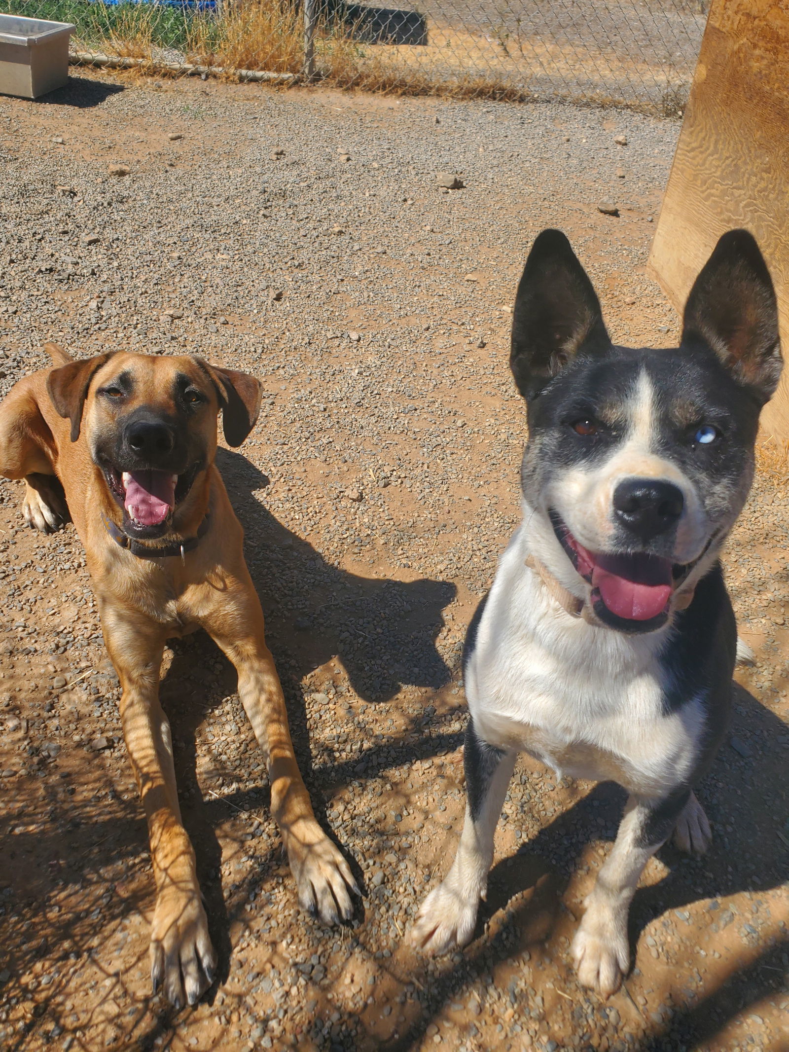 Reggie, an adoptable Black Mouth Cur, Anatolian Shepherd in Yreka, CA, 96097 | Photo Image 3