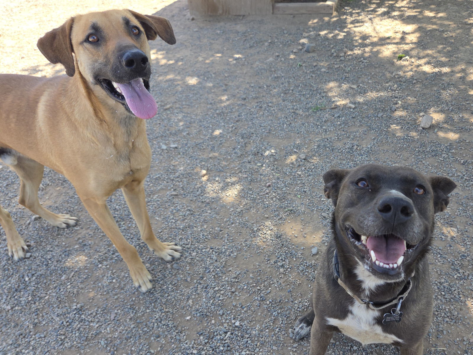 Reggie, an adoptable Black Mouth Cur, Anatolian Shepherd in Yreka, CA, 96097 | Photo Image 3