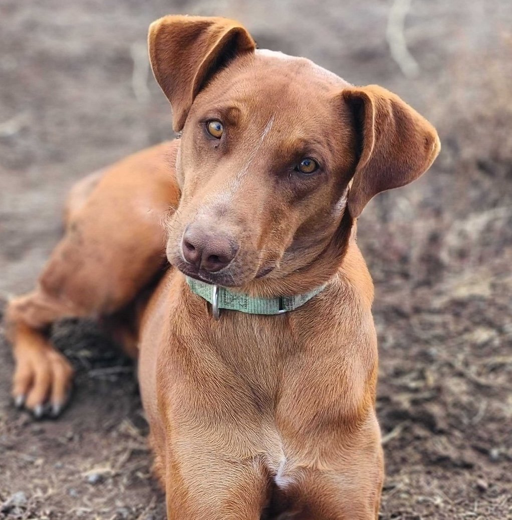 Archie, an adoptable Doberman Pinscher, Hound in Yreka, CA, 96097 | Photo Image 1