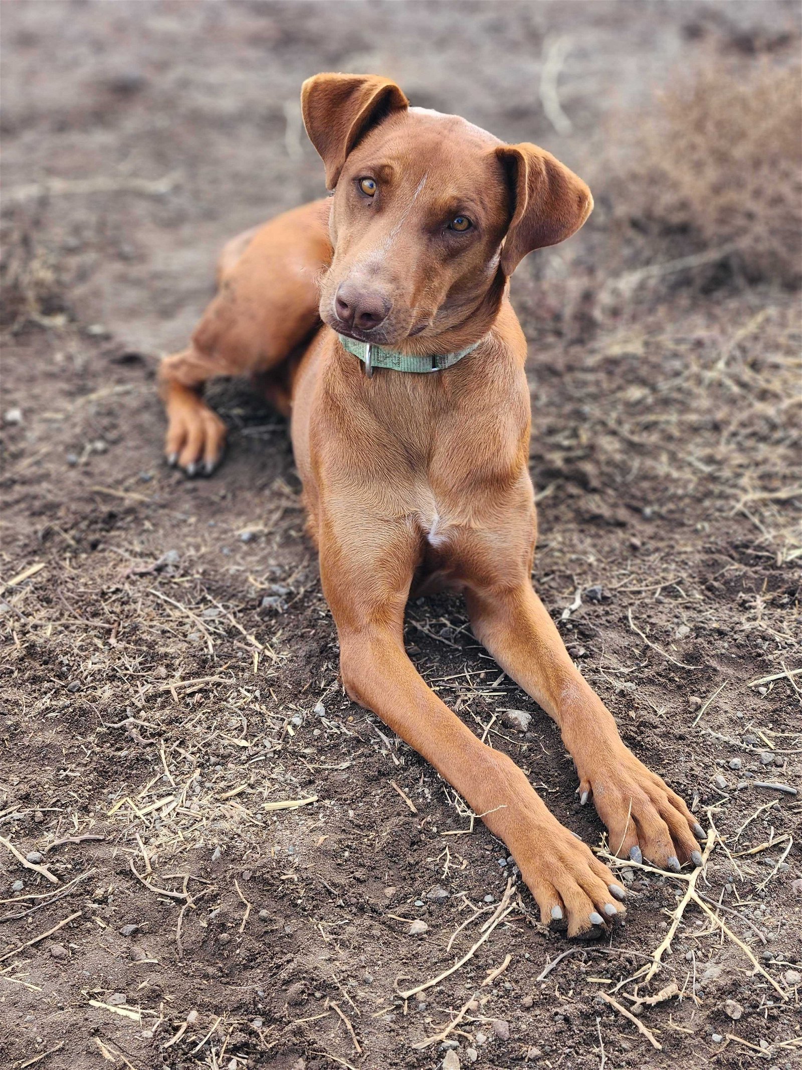 Archie, an adoptable Doberman Pinscher, Hound in Yreka, CA, 96097 | Photo Image 2