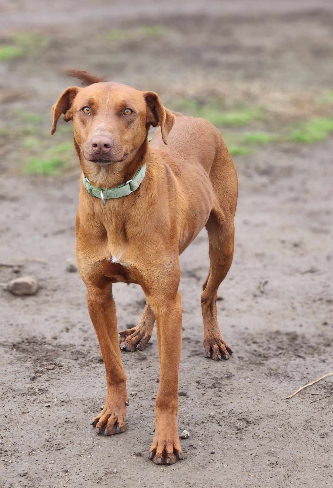 Archie, an adoptable Doberman Pinscher, Hound in Yreka, CA, 96097 | Photo Image 3