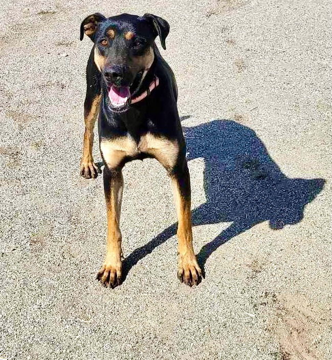 Toni, an adoptable Doberman Pinscher, Hound in Yreka, CA, 96097 | Photo Image 1